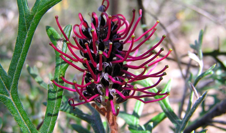 Grevillea Beadleana, Guy Fawkes National Park. Photo &copy; Sean Leathers