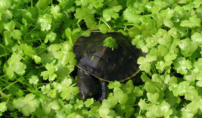 Eastern Long Necked Turtle, Guy Fawkes River National Park. Photo: S Leathers