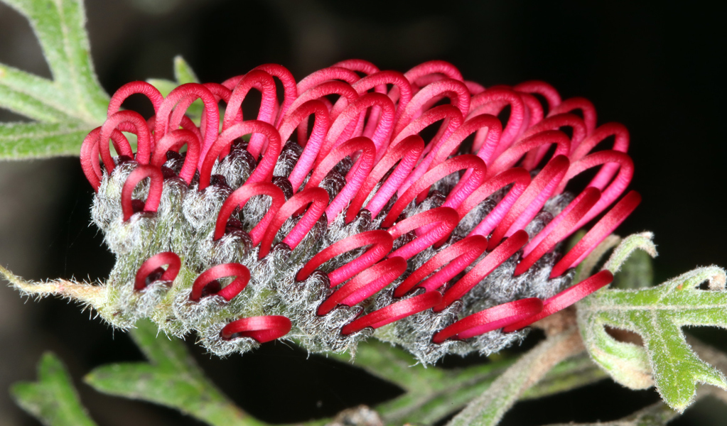 Red Beadle's grevillea flower, Guy Fawkes River National Park. Photo: Gavin Phillips/DCCEEW, &copy; Gavin Phillips.