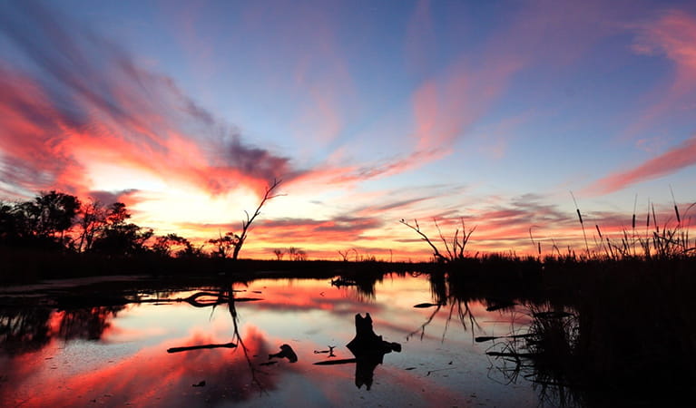 View of red and orange sunset sky over flooded waterhole and fringing plants. Photo: James Faris/OEH.