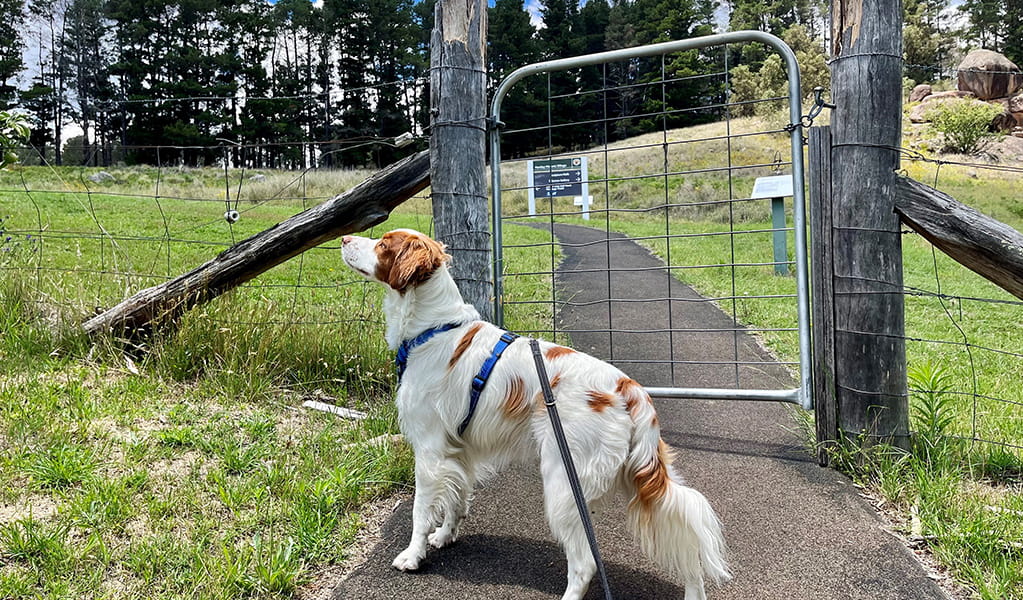 On-leash dogs (only) are permitted on a short walk up to Kew-Y-Ahn in Hartley Historic Village. Credit: Natasha Webb &copy; Natasha Webb/DCCEEW