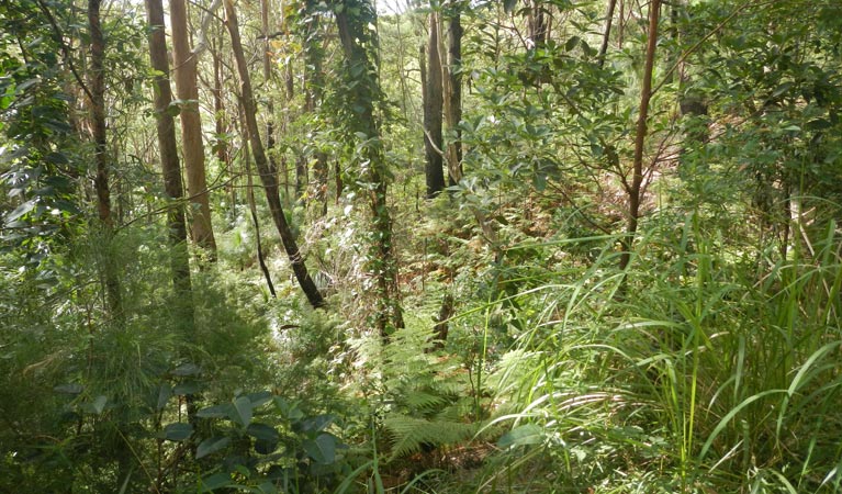 Little Bay to Gap Beach walking track, Hat Head National Park. Photo: Debby McGerty &copy; OEH