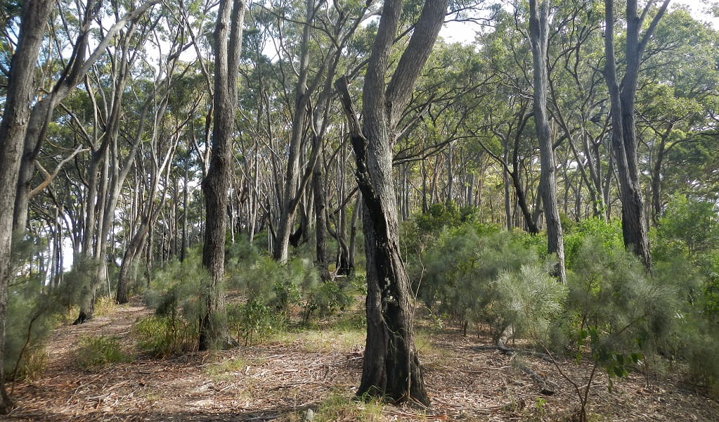 Little Bay to Gap Beach walking track, Hat Head National Park. Photo: Debby McGerty &copy; OEH