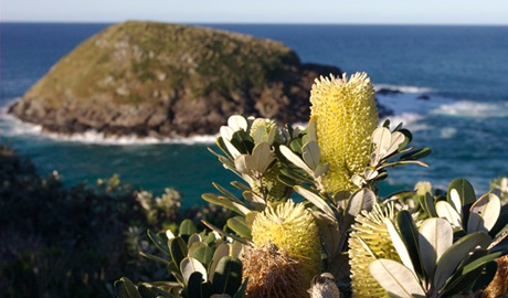 Native plants with ocean and island in the distance. Photo: Stuart Poignard