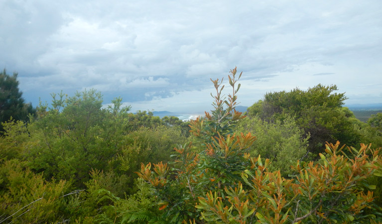 Kinchela Trig lookout walk, Hat Head National Park. Photo: Debby McGerty &copy; OEH