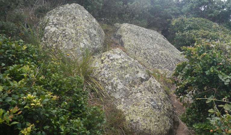 Korogoro Walking track, Hat Head National Park. Photo: Debby McGerty &copy; OEH