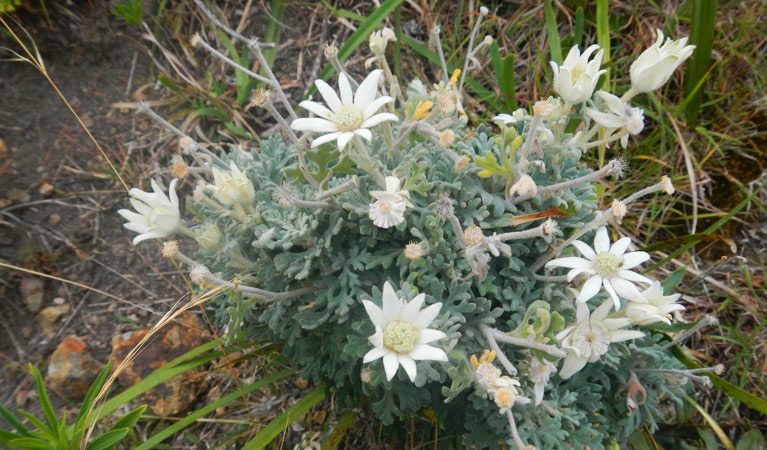 Wildflowers beside Korogoro walking track, Hat Head National Park. Photo: Debby McGerty &copy; OEH