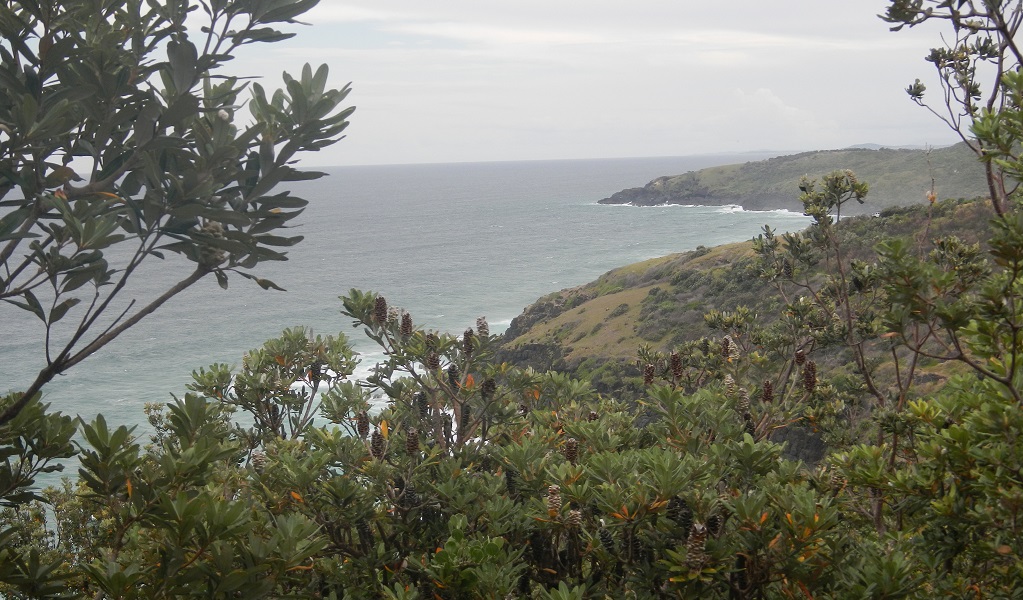 Coastal flora on Korogoro Walking track, Hat Head National Park. Photo: Debby McGerty &copy; OEH