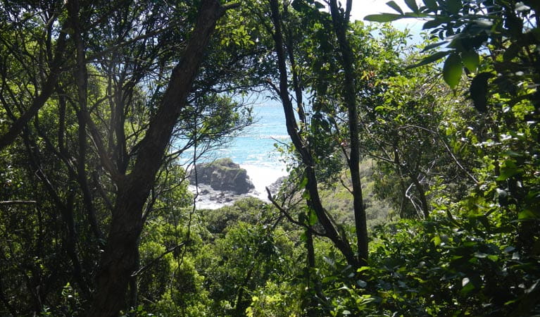 View through the trees from the Rainforest track. Photo: Debby McGerty