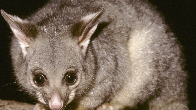 Brushtail possum, Heathcote National Park. Photo: Ken Stepnell &copy; DPIE