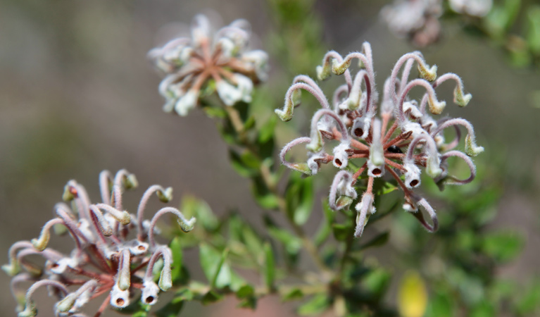 Bullawarring walking track, Heathcote National Park. Photo &copy; Andrew Richards