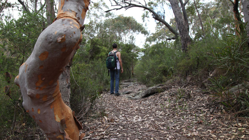 Heathcote to Waterfall trail, Heathcote National Park. Photo: Andy Richards