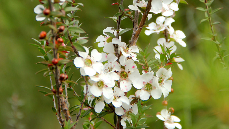 White wildflowers, Heathcote National Park. Photo: John Yurasek &copy; DPIE