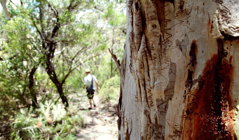 Waterfall to Kingfisher Pool loop, Heathcote National Park. Photo &copy; Andy Richards