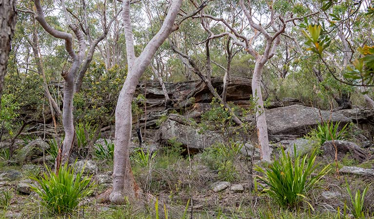 Lake Toolooma trail, Heathcote National Park. Photo: John Spencer &copy; OEH