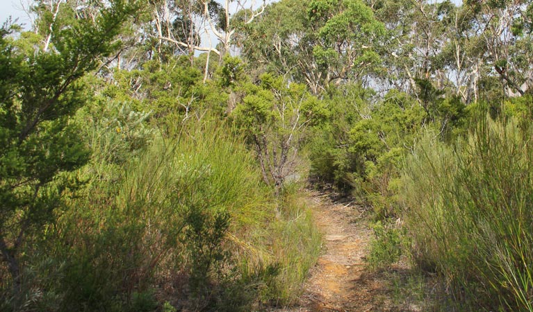 Mooray walking track, Heathcote National Park. Photo: John Yurasek &copy; OEH