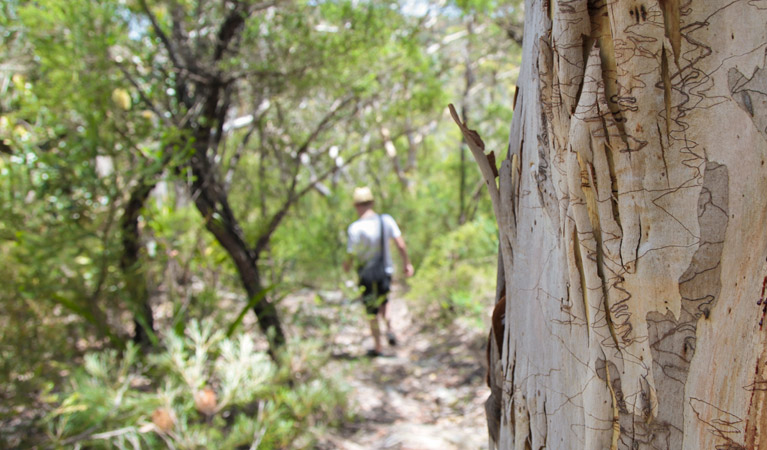 Mooray walking track, Heathcote National Park. Photo &copy; Andrew Richards