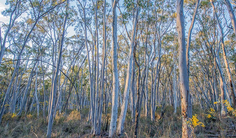 Bald Hill lookout, Hill End Historic Site. Photo: John Spencer