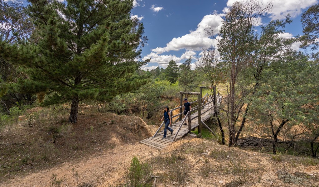 Walkers cross a bridge next to a tall pine tree along Bald Hill walking track at Hill End Historic Site. Photo: John Spencer/DCCEEW &copy; DCCEEW