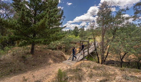 Walkers cross a bridge next to a tall pine tree along Bald Hill walking track at Hill End Historic Site. Photo: John Spencer/DCCEEW &copy; DCCEEW