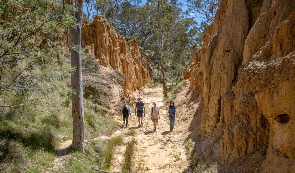 A group of walkers follow Golden Gully waking track alongside bushland and soil formations at Hill End Historic Site. Photo: John Spencer/DCCEEW &copy; DCCEEW