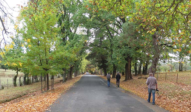 Autumn trees on the road into Hill End Historic Site. Photo: E Sheargold &copy; OEH