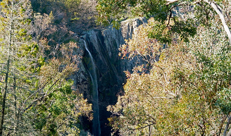 View of Horton Falls through trees at Horton Falls lookout in Horton Falls National Park. Photo: Leah Pippos &copy; DPIE