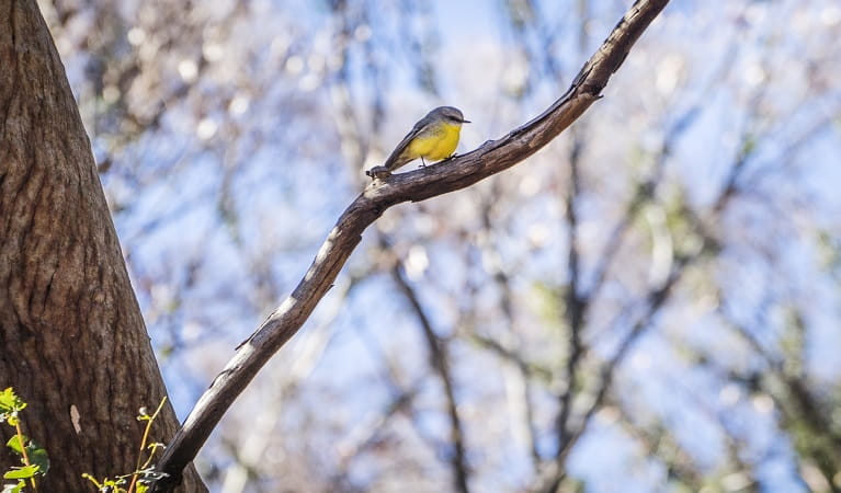 Eastern yellow robin perched on a tree branch, Horton Falls National Park. Photo: Simone Cottrell &copy; DPE