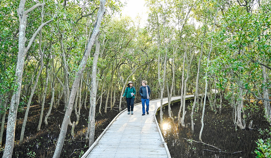 A ranger and a visitor walking along a boardwalk surrounded by mangroves in Hunter Wetlands National Park. Credit: Adam Hollingworth &copy; DCCEEW