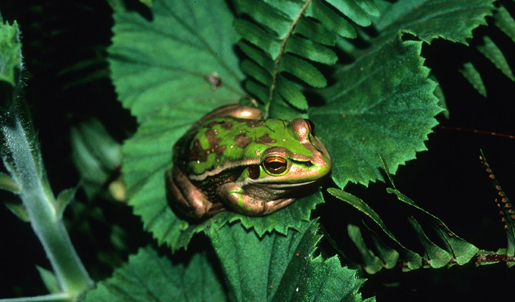 A close up of a green and golden bell frog on a leaf. Credit: Stuart Cohen &copy; DCCEEW