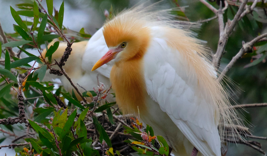A close up of 2 cattle egrets on a branch in Hunter Wetlands National Park. Credit: David Whyte/DCCEEW &copy: David Whyte