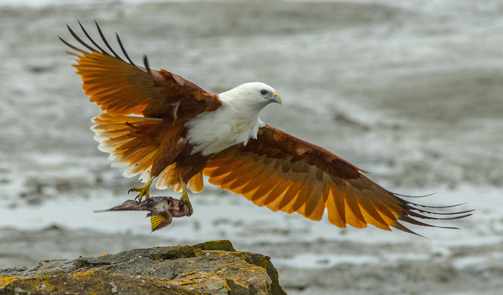 A close up of a brahminy kite in flight with a fish in its talons. Credit: Anthony Belton &copy; DCCEEW