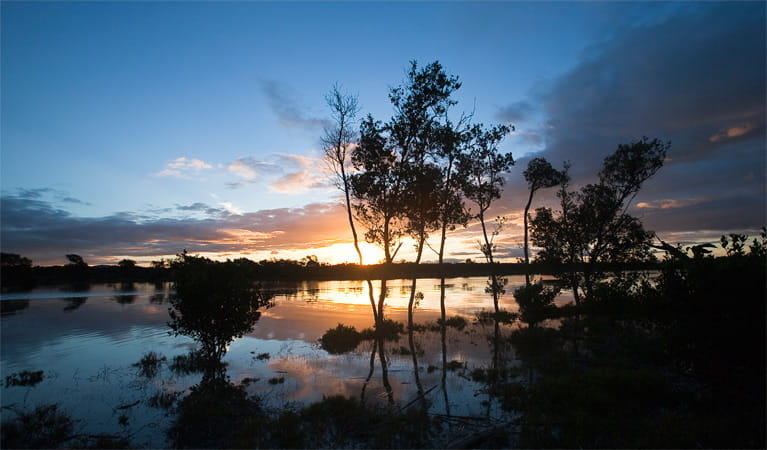 Hunter Wetlands National Park. Photo: Susan Davis/OEH