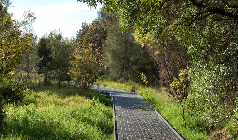Rainforest WalkHunter Wetlands National Park. Photo: Susan Davis/NSW Government