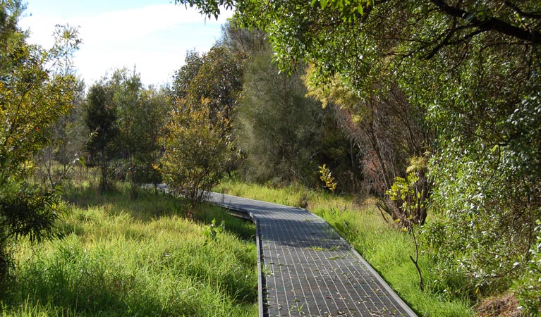 Rainforest WalkHunter Wetlands National Park. Photo: Susan Davis &copy; OEH