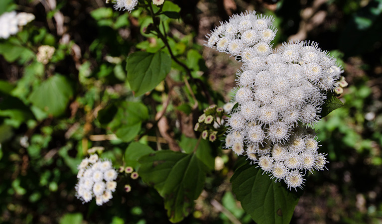 Wildflowers on the Forest walk, Illawarra Escarpment State Conservation Area. Photo: John Spencer &copy; OEH