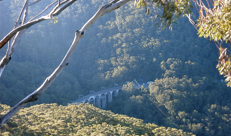 Rainforest and bridge, Illawarra Escarpment State Conservation Area. Photo: NSW Government