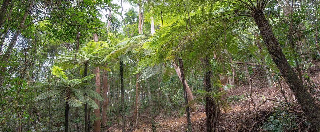 Tall forest and king ferns on a hill in the Illawarra Escarpment. Credit: John Spencer © DCCEEW