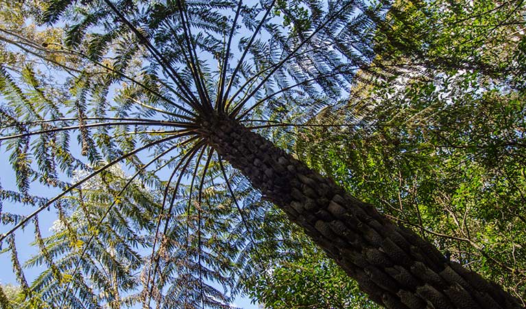 Shelter tree, Illawarra Escarpment State Conservation Area. Photo: John Spencer &copy; OEH