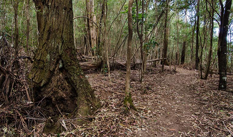 Woodland trail, Illawarra Escarpment State Conservation Area. Photo: John Spencer