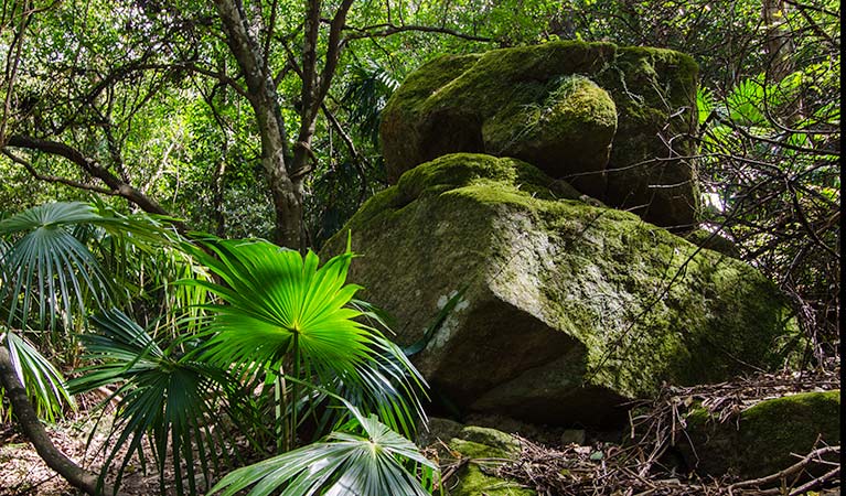 Bush plantlife, Illawarra Escarpment State Conservation Area. Photo: John Spencer &copy; DPIE