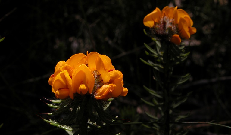 Pultenaea aristata. Photo: Jamie Erskine OEH