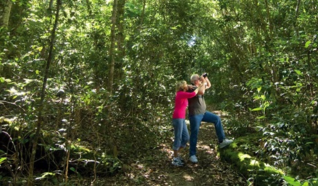 Forest path, Iluka Nature Reserve