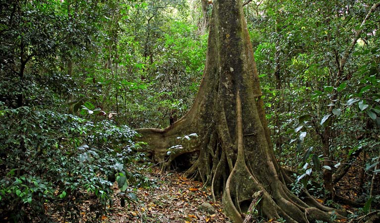 Strangler fig tree, Iluka Nature Reserve