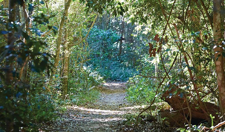 Tree-lined Iluka Rainforest walk in Iluka Nature Reserve. Photo: Nick Cubbin &copy; DPIE