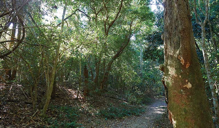 The shady path on Iluka Rainforest walk, Iluka Nature Reserve. Photo: Nick Cubbin &copy; DPIE