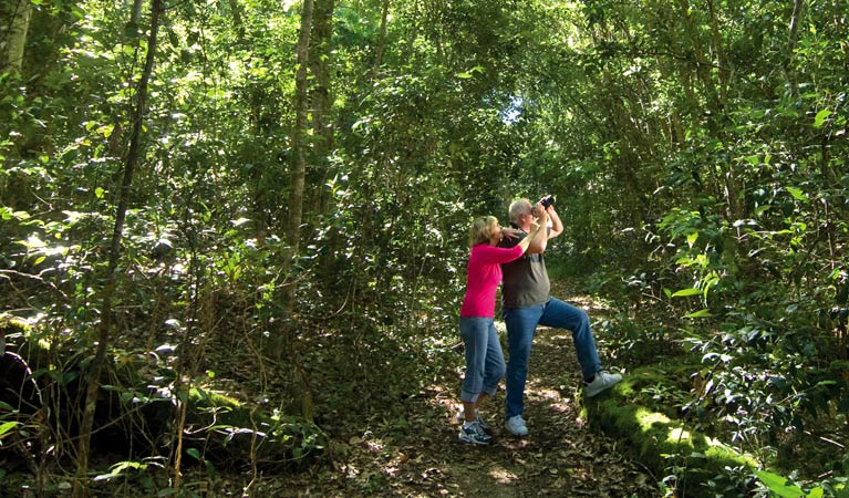 Forest surrounds, Iluka Nature Reserve