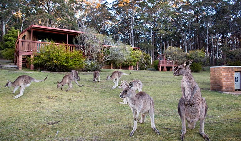 Exterior of Binda Bush cabins with grassy area and kangaroos, in Jenolan Karst Conservation Reserve. Photo: Keith Maxwell, A Shot Above Photography