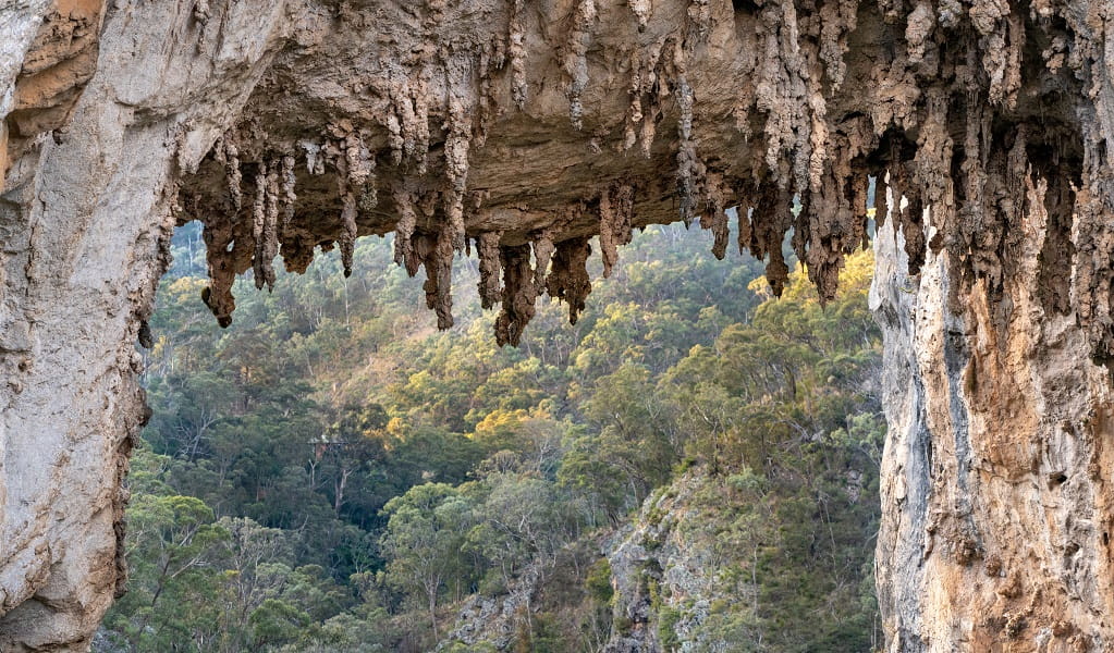 A close-up view of the bumpy rock formations of Carlotta Arch in Jenolan Karst Conservation Reserve. Photo: Jenolan Caves &copy; DPE