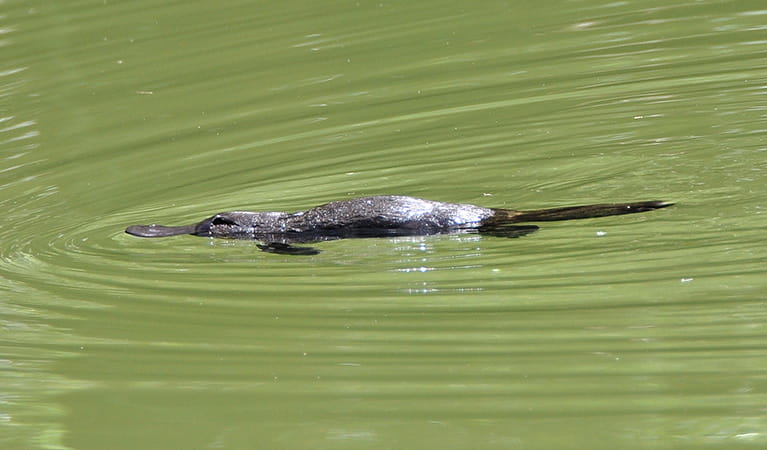 A platypus swims in the Jenolan River at Jenolan Karst Conservation Reserve. Photo: Jenolan Caves Trust/DPIE
